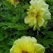 Paeonia x 'Bartzella'