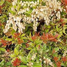 Pieris japonica 'Little Heath'