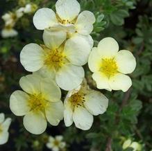 Potentilla fruticosa 'Primrose Beauty' Potentilla fruticosa 'Primrose Beauty'