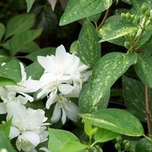 Philadelphus lewisii 'Blizzard' Philadelphus lewisii 'Blizzard'