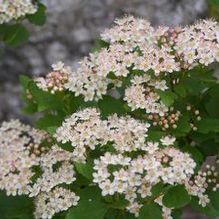 Physocarpus opulifolius 'Nanus' Physocarpus opulifolius 'Nanus'