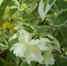 Philadelphus coronarius 'Variegatus' Philadelphus coronarius 'Variegatus'