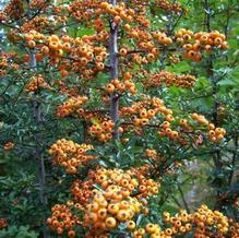 Pyracantha x 'Teton' Pyracantha x 'Teton'