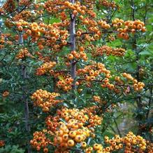 Pyracantha x 'Teton'