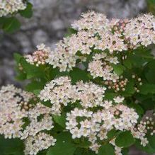 Physocarpus opulifolius 'Nanus'