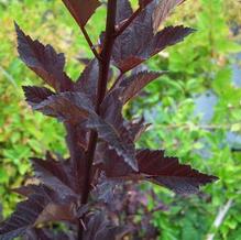 Physocarpus opulifolius 'Fire and Brimstone'