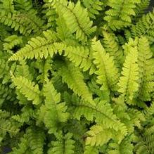 Polystichum polyblepharum Polystichum polyblepharum
