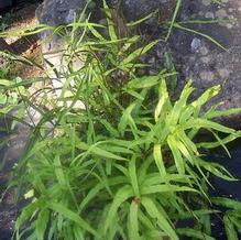 Pteris cretica 'Eco Hardy Giant' Pteris cretica 'Eco Hardy Giant'