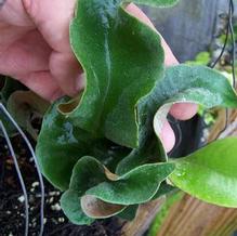 Pyrrosia lingua 'Eboshi' Pyrrosia lingua 'Eboshi'
