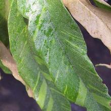 Pyrrosia lingua 'Ogon Nishiki' Pyrrosia lingua 'Ogon Nishiki'