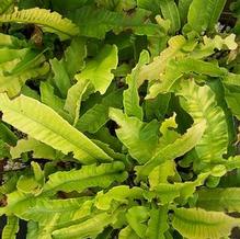 Phyllitis scolopendrium Phyllitis scolopendrium