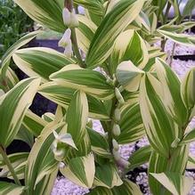 Polygonatum odoratum 'Carlisle' Polygonatum odoratum 'Carlisle'