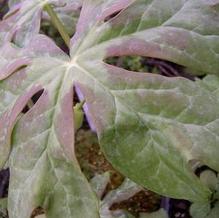 Podophyllum peltatum 'Dappled Running Raccoon' Podophyllum peltatum 'Dappled Running Raccoon'
