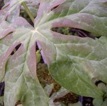 Podophyllum peltatum 'Dappled Running Raccoon'