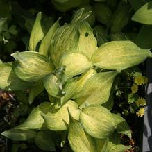 Polygonatum odoratum 'Dai koga' Polygonatum odoratum 'Dai koga'
