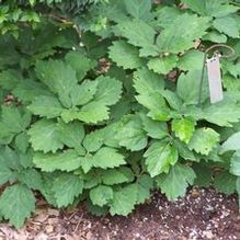 Pachysandra procumbens 'Forest Green' Pachysandra procumbens 'Forest Green'