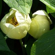 Paeonia japonica Paeonia japonica