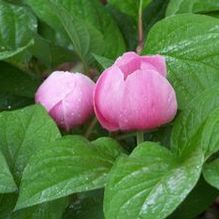 Paeonia obovata Paeonia obovata