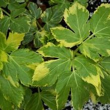 Peucedanum ostruthium 'Daphnis' Peucedanum ostruthium 'Daphnis'