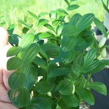 Polygonatum humile Polygonatum humile