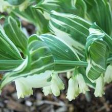 Polygonatum x hybridum 'Grace Barker' Polygonatum x hybridum 'Grace Barker'