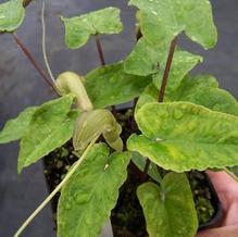 Pinellia cordata Pinellia cordata