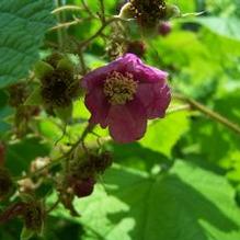 Rubus odoratus Rubus odoratus