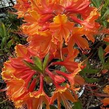 Rhododendron austrinum 'Don's Variegated' Rhododendron austrinum 'Don's Variegated'