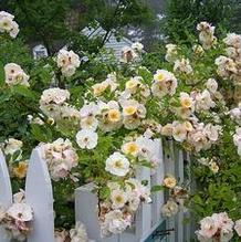Rosa x 'Goldfinch' Rosa x 'Goldfinch'