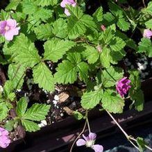 Rubus arcticus Rubus arcticus