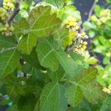 Rhus aromatica 'Gro-Low' Rhus aromatica 'Gro-Low'