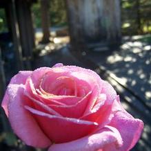 Rosa x 'Aloha' Rosa x 'Aloha'