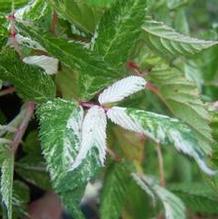 Rubus sp. ''white splashed'' Rubus sp. ''white splashed''
