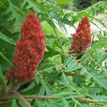 Rhus typhina 'Dissecta' Rhus typhina 'Dissecta'