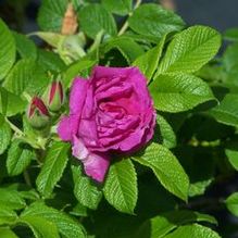 Rosa rugosa 'Magnifica' Rosa rugosa 'Magnifica'