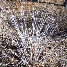 Rubus lasiostylus var. hupehensis Rubus lasiostylus var. hupehensis