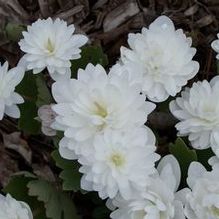 Sanguinaria canadensis 'Multiplex' Sanguinaria canadensis 'Multiplex'