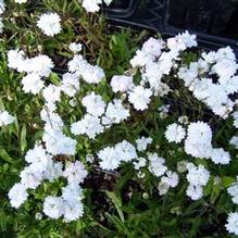 Silene alpestris 'Flore-pleno'