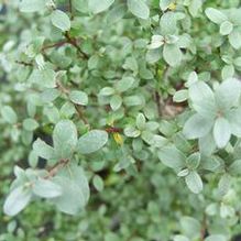 Salix repens var. argentea