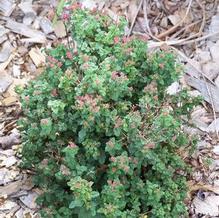 Spiraea bullata 'Crispa' Spiraea bullata 'Crispa'