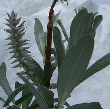 Salix candida Salix candida