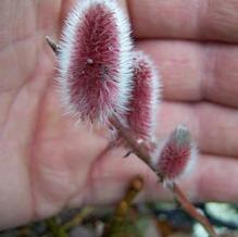 Salix gracilistyla 'Mt. Aso' Salix gracilistyla 'Mt. Aso'