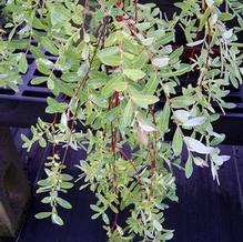 Salix integra 'Pendula' Salix integra 'Pendula'