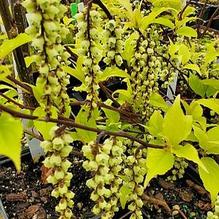 Stachyurus chinensis 'Joy Forever' Stachyurus chinensis 'Joy Forever'