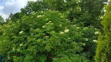 Sambucus canadensis Sambucus canadensis