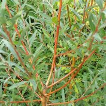 Salix alba 'Britzensis' Salix alba 'Britzensis'