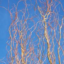 Salix alba var. vitellina (matsudana?) 'Swizzle Stick' Salix alba var. vitellina (matsudana?) 'Swizzle Stick'
