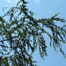 Salix babylonica 'Crispa' Salix babylonica 'Crispa'