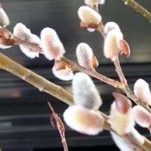 Salix x 'Winter Glory' Salix x 'Winter Glory'