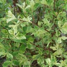 Salix cinerea 'Variegata' Salix cinerea 'Variegata'